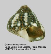 Gibbula senegalensis (2)